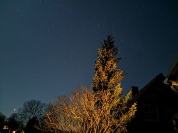 Low angle view of tree against sky at night