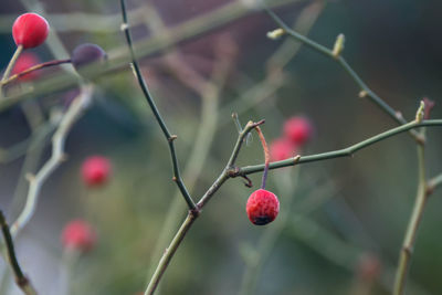 Close-up of plant