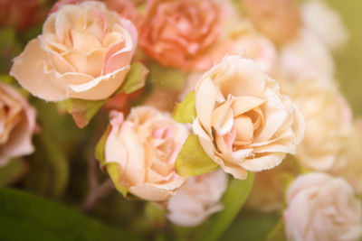 Close-up of pink rose