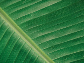 Full frame shot of palm leaf