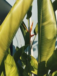 Close-up of banana leaf