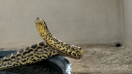 High angle view of lizard on wall