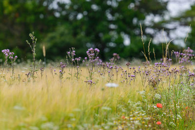 Close-up of purple flowering plants on field