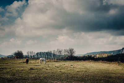 View of horses grazing on field against sky