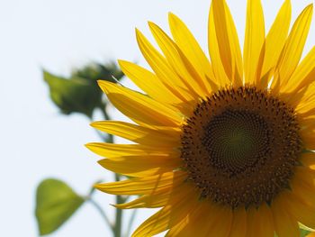 Close-up of sunflower