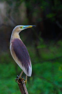 Close-up of a bird perching on a tree