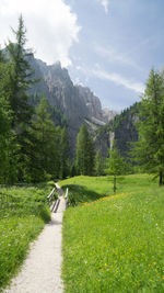 Narrow pathway along trees on landscape