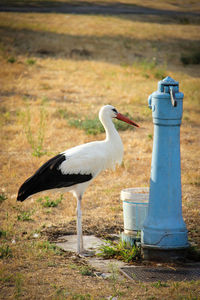 Close-up of bird on field