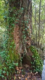 Trees growing in forest