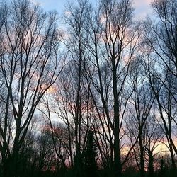 Low angle view of bare trees against sky