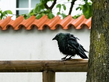Close-up of bird perching on wooden railing