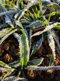 Close-up of cactus