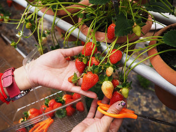 Cropped hands of woman picking strawberries