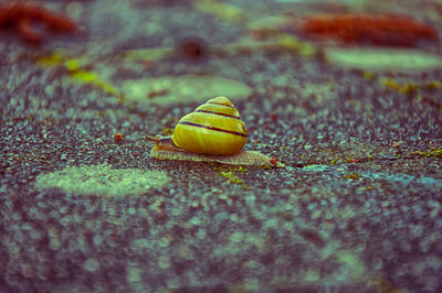 Close-up of snail on street