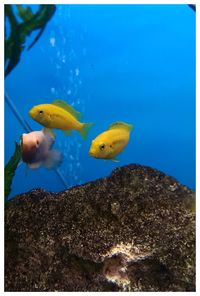 Close-up of fish underwater