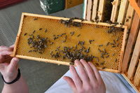 Close-up of bee on human hand