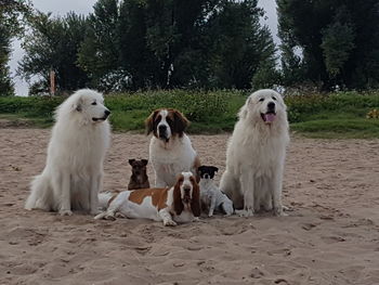 Dogs sitting on a land