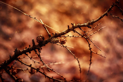 Close-up of barbed wire on tree