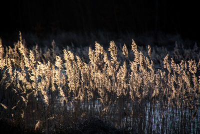 Close-up of dry plants against trees at night