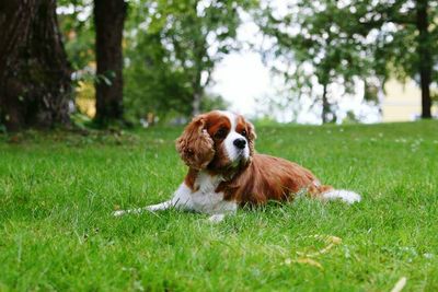 Dog sitting on grass