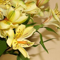 Close-up of fresh flower