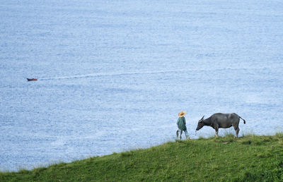 Two horses in the sea