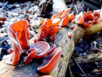 Close-up of mushrooms