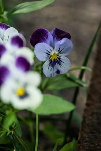 Close-up of purple flowers