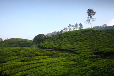 Scenic view of agricultural field against clear sky