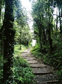 Trees in forest