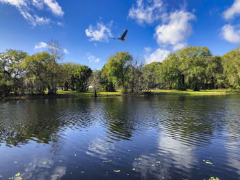 Birds flying over lake