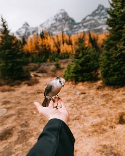 Cropped hand feeding bird against trees