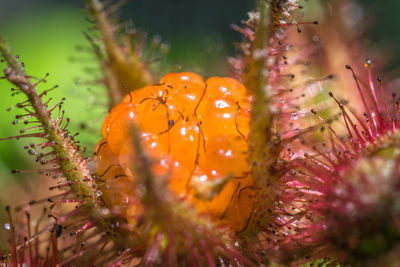 Close-up of water drops on flower