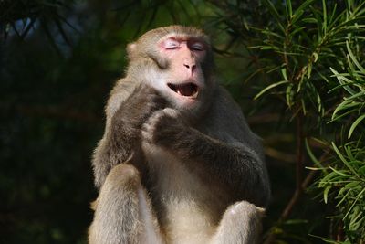 Monkey sitting on plant outdoors