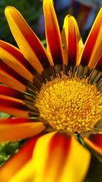 Close-up of yellow flower