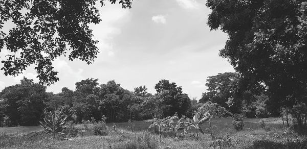 Trees on field against sky