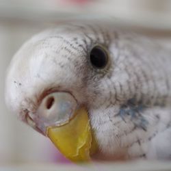 Close-up of parrot