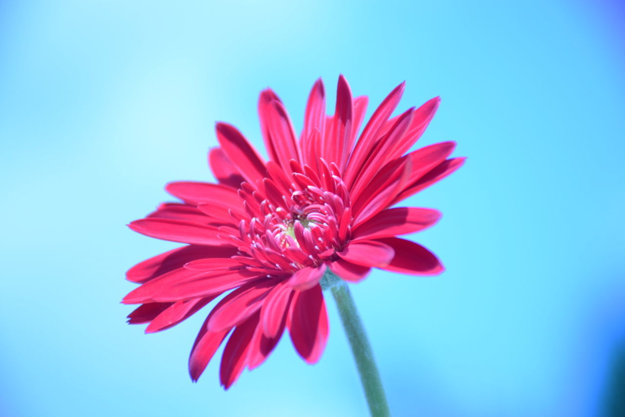 flower, fragility, nature, freshness, beauty in nature, petal, growth, flower head, close-up, no people, pink color, plant, blooming, day, outdoors, gerbera daisy