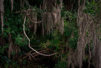 Scenic view of forest