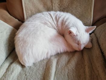 High angle view of cat sleeping on sofa