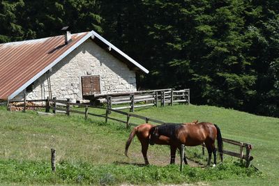 Horse standing in a field