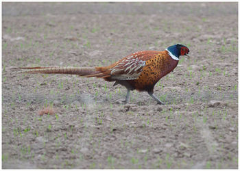 Side view of a bird walking on field