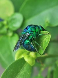 Close-up of insect on leaf