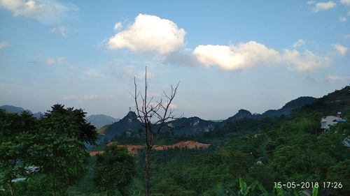 Plants growing on land against sky