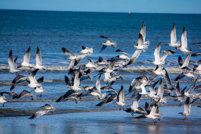 Seagulls flying over the beach against the ocean