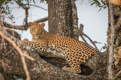 Leopard sitting on tree against sky