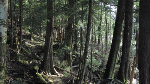 Trees in forest