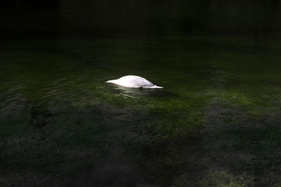 Swan swimming in lake