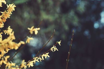 Close-up of plant growing on plant