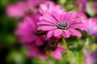 Close-up of pink flower